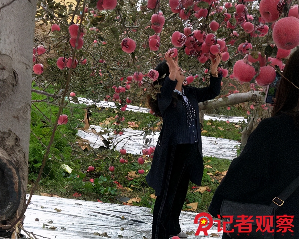 走进苹果之乡,吉县苹果小镇
