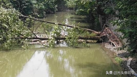 为什么鳗鱼产卵后就会死亡,鳗鱼产卵后为什么会死亡