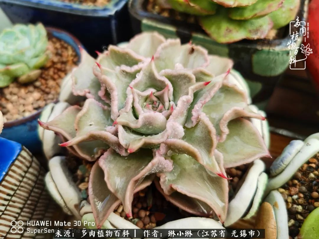 又到多肉变美时，一切都鼓励我积极向前