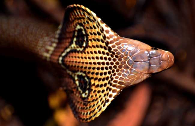 毒蛇有多漂亮,毒蛇有什么问题呢