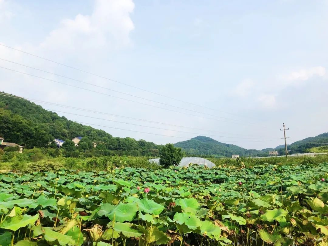 长沙生态农庄野炊采摘,长沙岳麓区垂钓农家乐