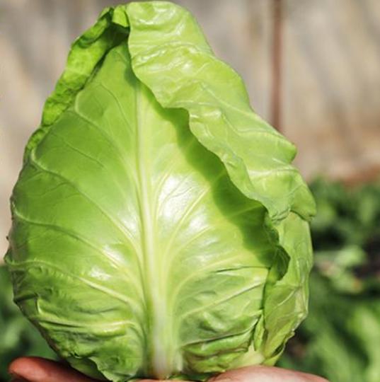 买包菜时挑结实的还是松散的,包菜怎么选才甜