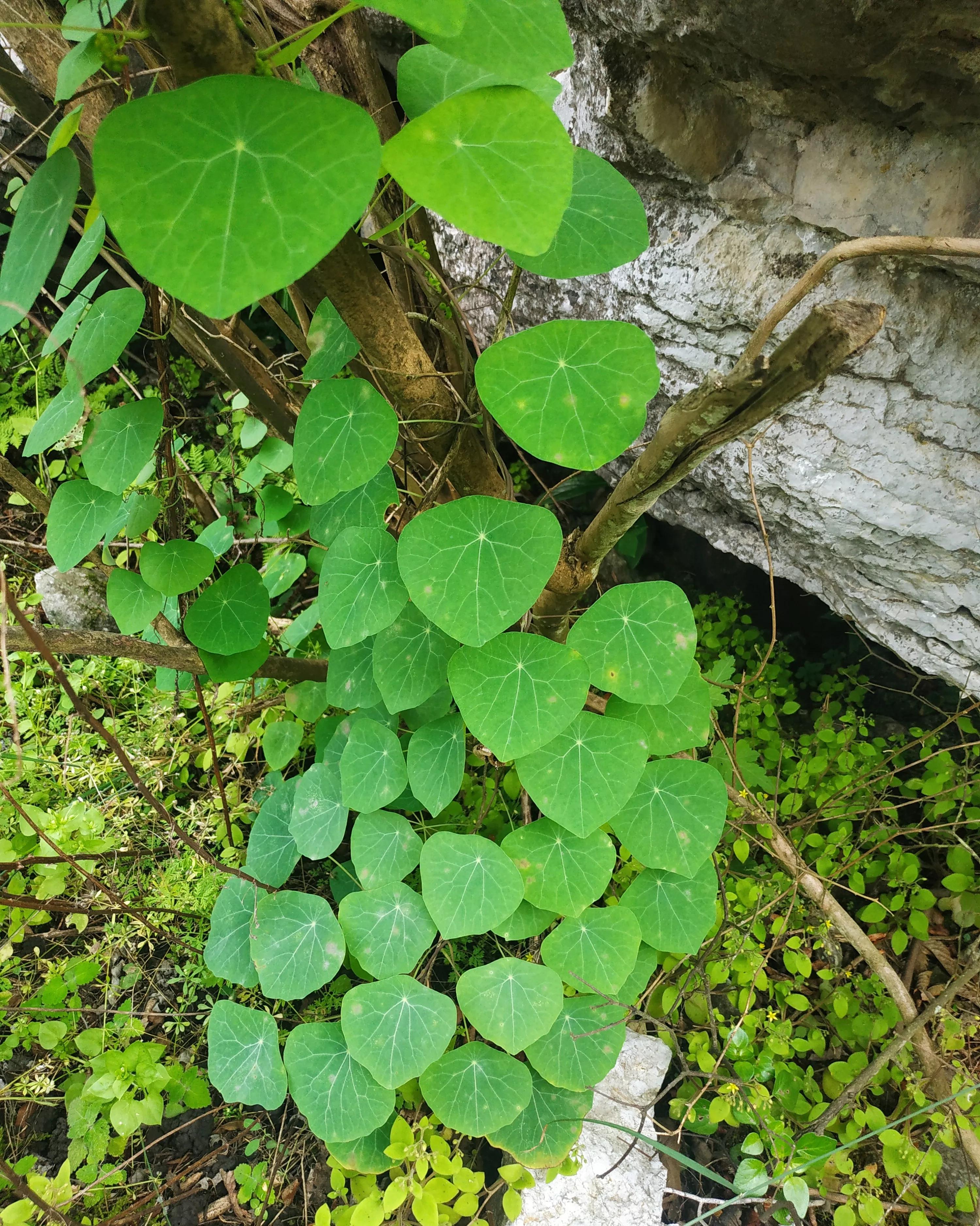 新田航拍全景视频,永州白米寨