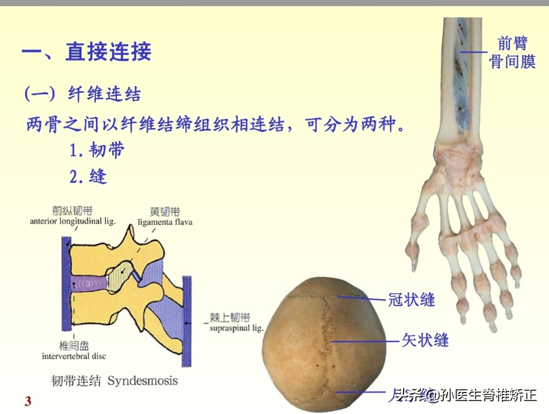 人体解剖学课件ppt,人体解剖学关节学