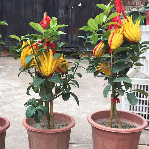 佛手盆栽第二年还会长果实吗,佛手盆栽一年结几次果