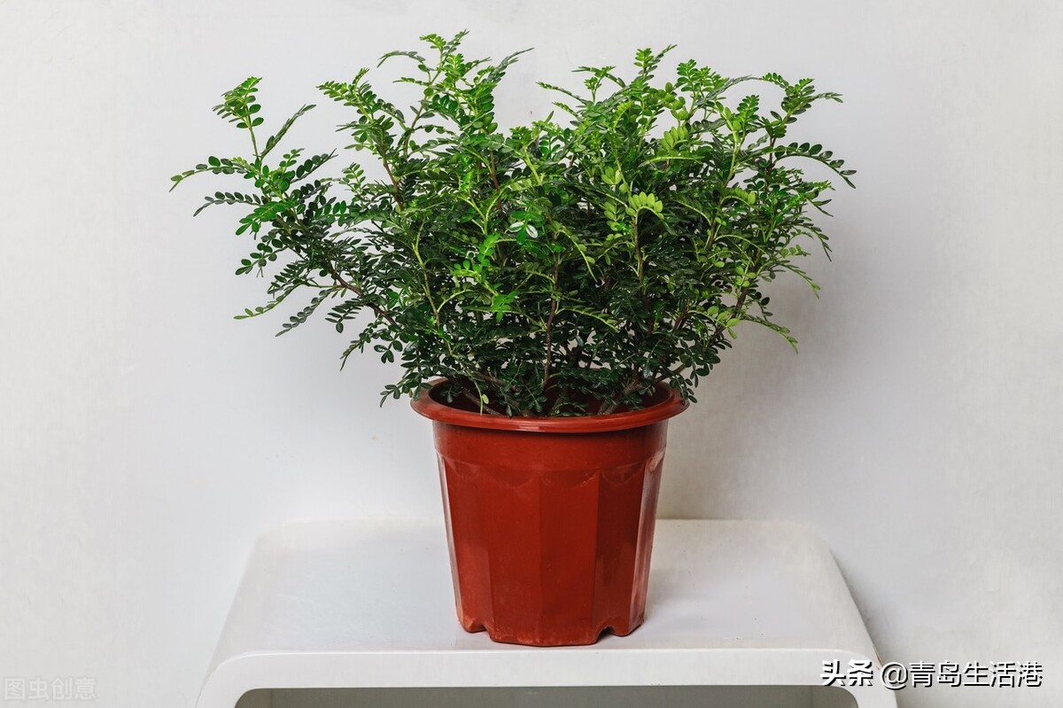 夏季防蚊驱蚊实用小窍门,夏天防蚊用什么方法