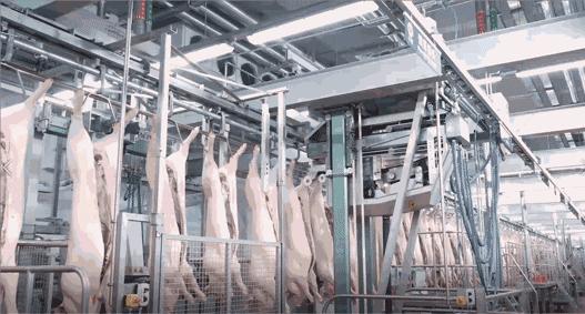 正大放心猪肉,正大猪肉品质