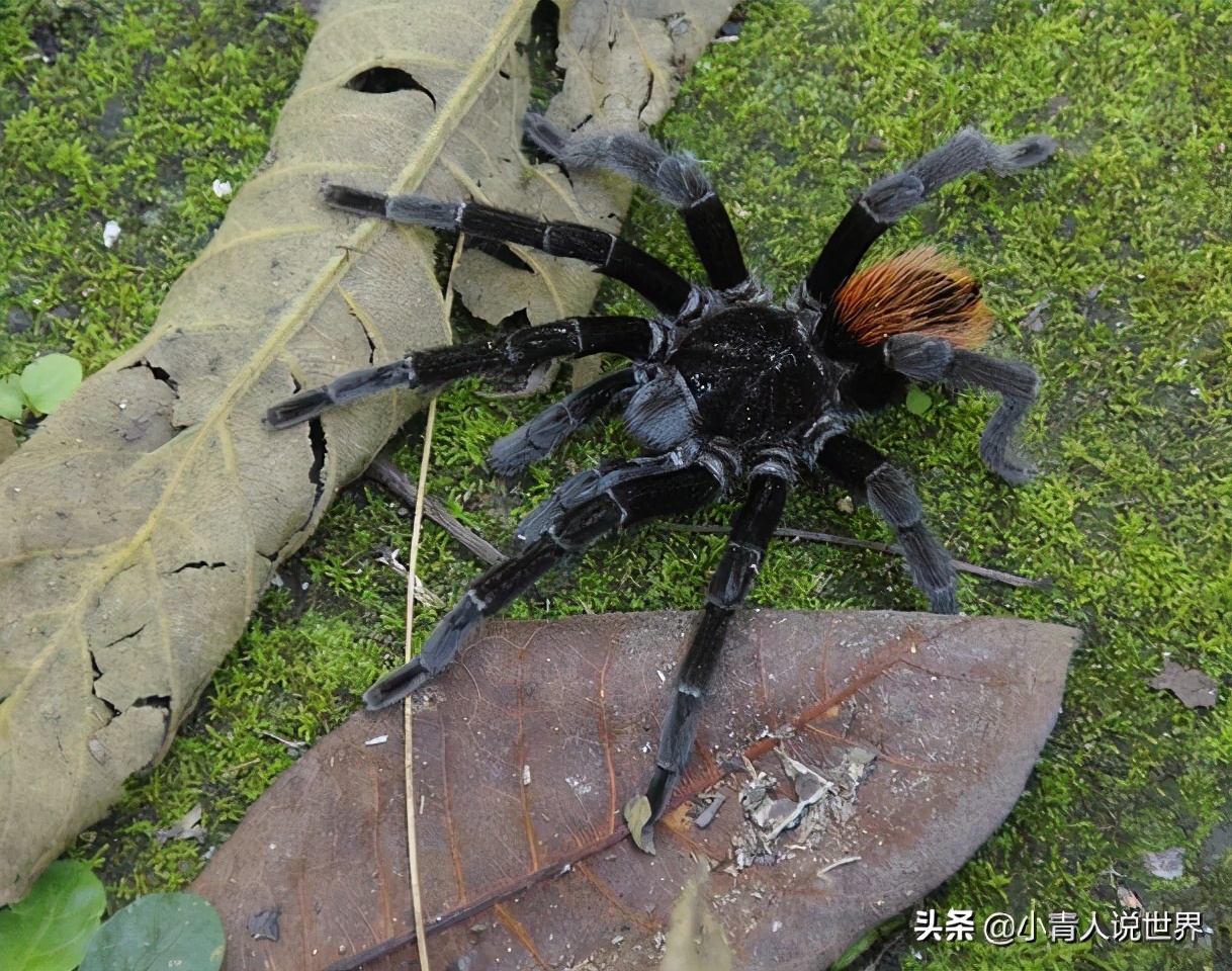 危地马拉有什么危害,危地马拉是个什么国家