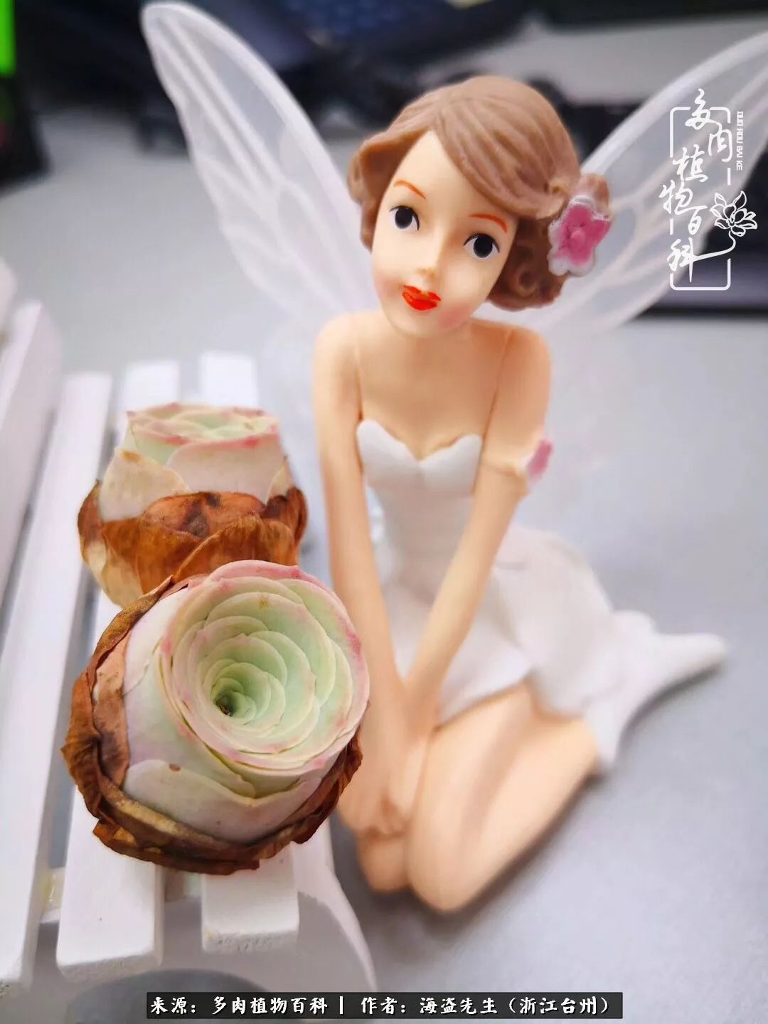 多肉玫瑰怎么才能出状态,多肉山地玫瑰唤醒方法