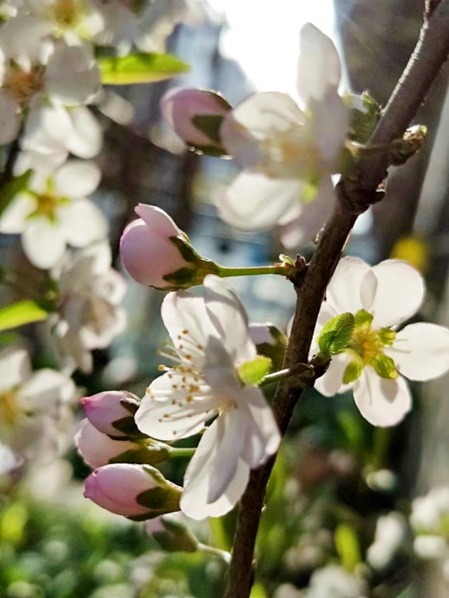 走过熟悉的那条街已不是以前的街,记忆中的那条街