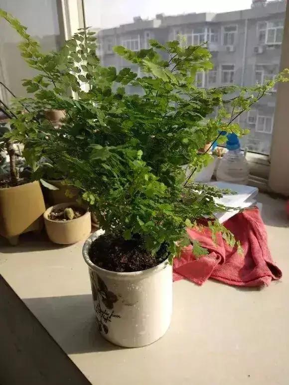 净化空气吸甲醛最好的花排名,什么花净化甲醛效果好