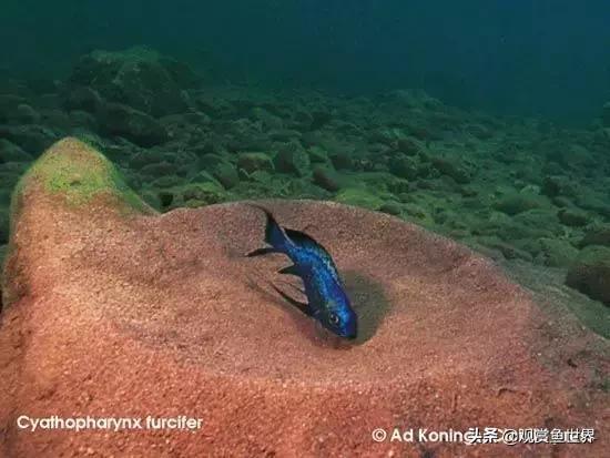 慈鲷蓝波,三湖慈鲷哪些值得养