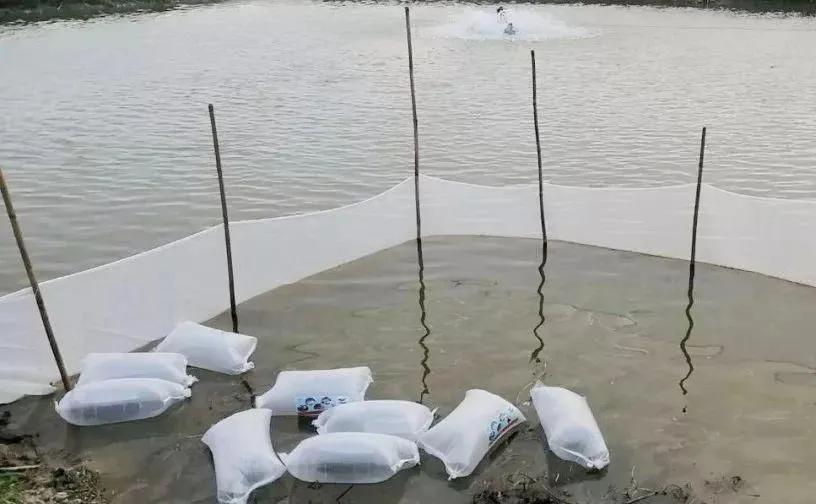 加州鲈鱼苗熟身病处理方法,加州鲈熟身病怎么治疗