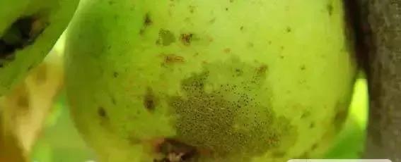 苹果树病虫害防治视频,苹果树病虫害全年防治大全