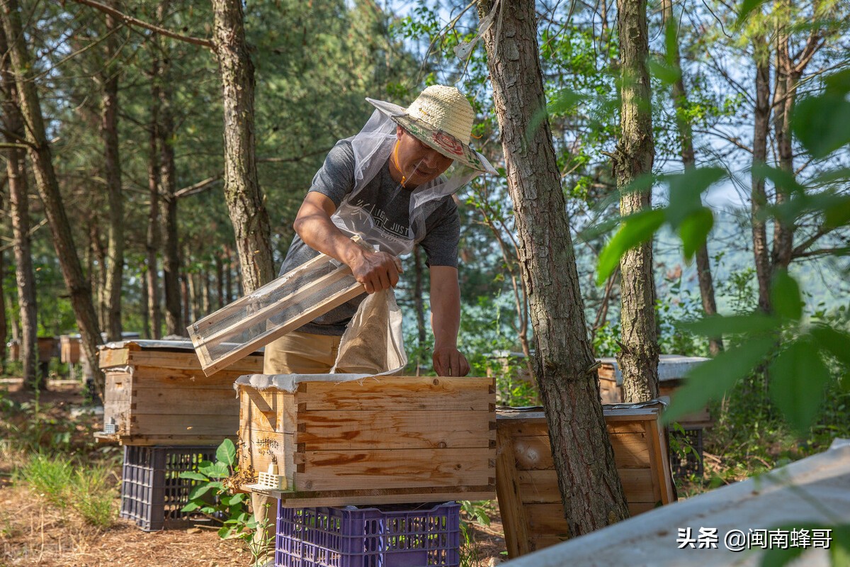养蜂如何提高蜜蜂的采蜜量,蜂哥养蜂技术