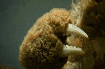 阳澄湖大闸蟹的特色怎么介绍,阳澄湖大闸蟹养成记