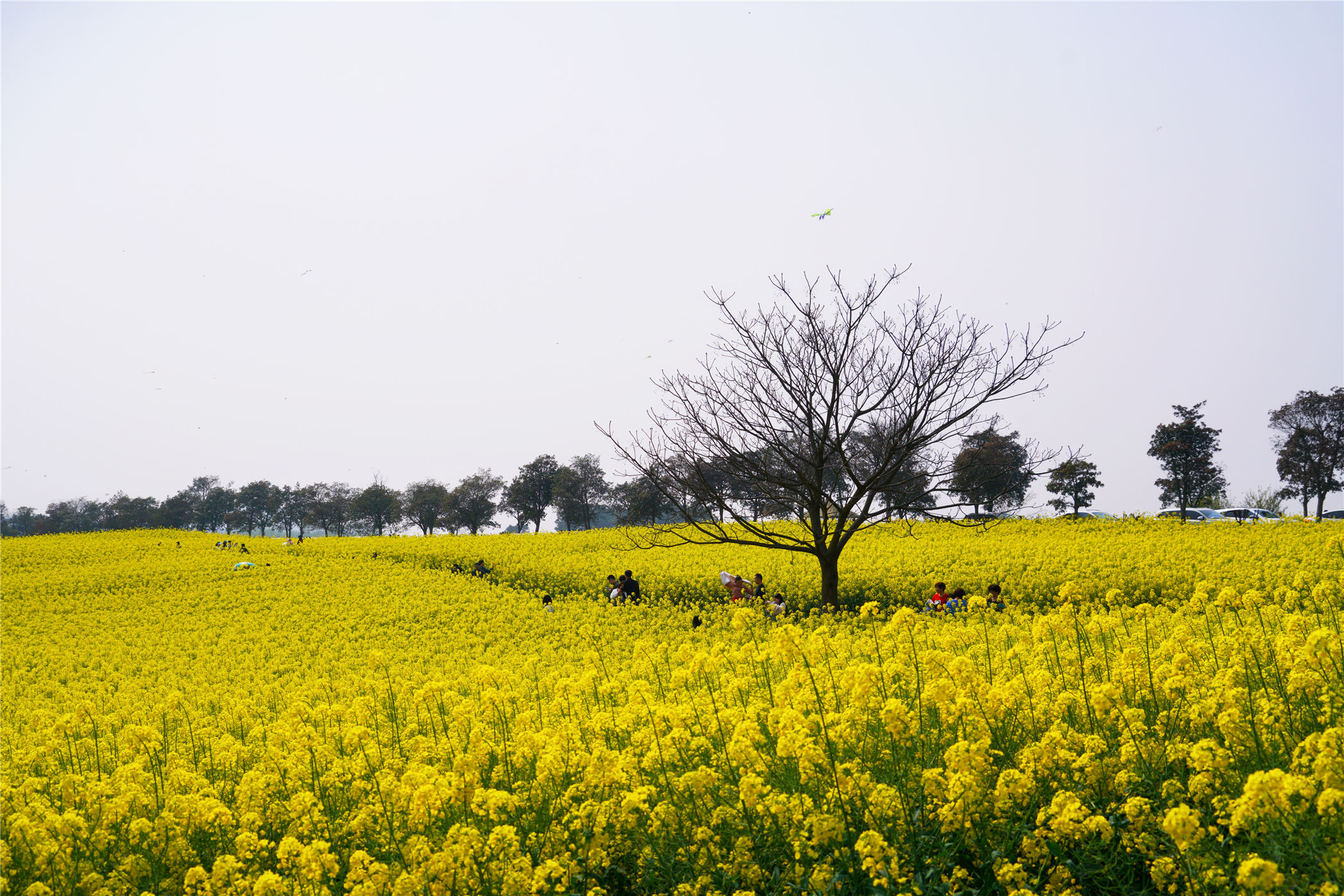 中国第一慢城高淳桠溪,南京高淳桠溪慢城