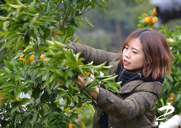 漳浦:农旅“联姻”喜增收——“壮丽新时代·百家媒体看仪陇”采访小记