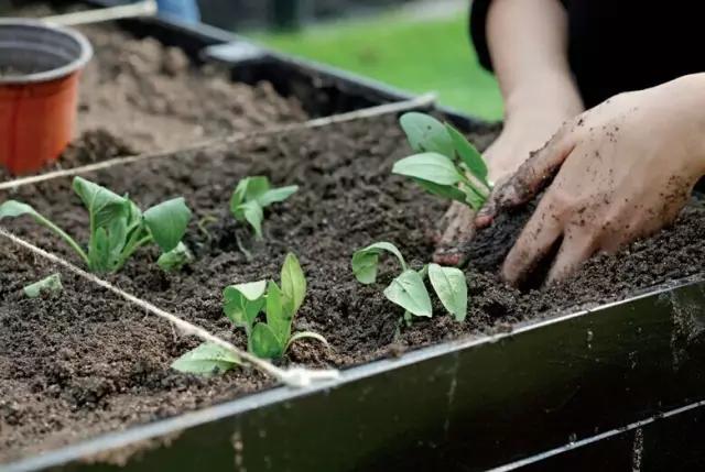 教你打造一米菜园,自家菜园教程新手入门