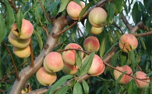 桃子得了穿孔病怎么治,桃子穿孔病要用什么农药来治