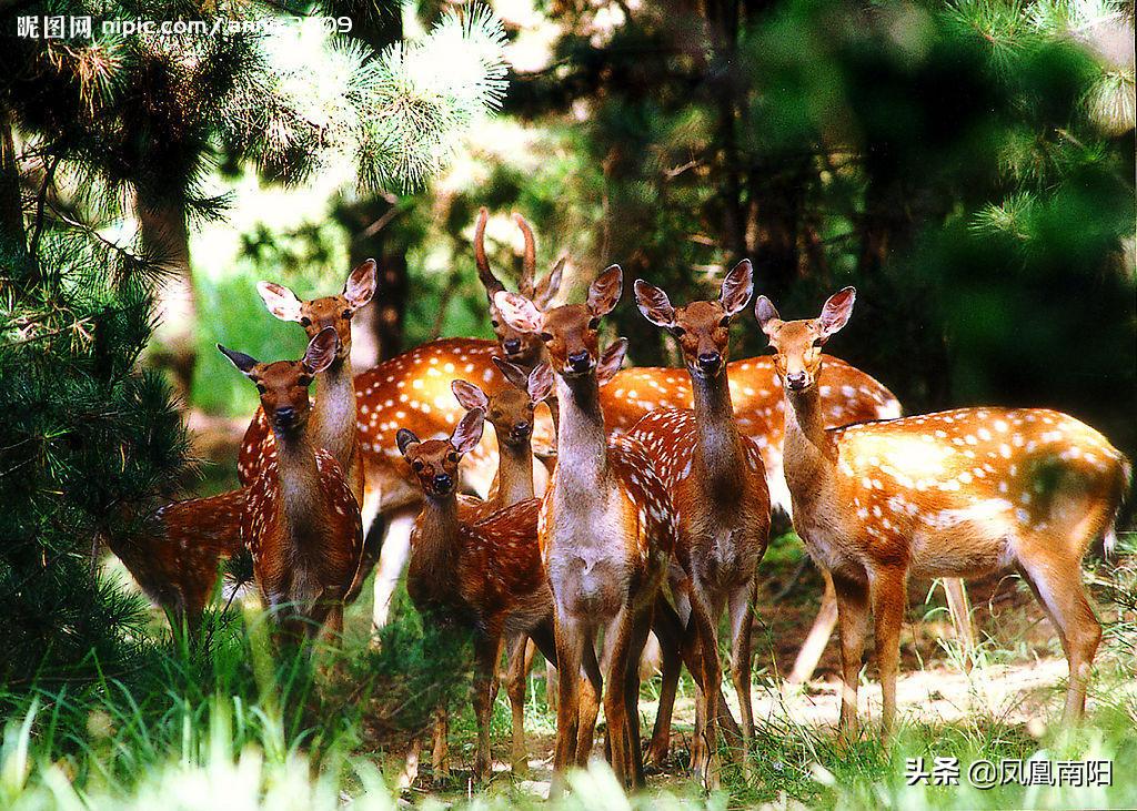 丁长伟梅花鹿养殖,邓州市丁长伟梅花鹿养殖有限公司
