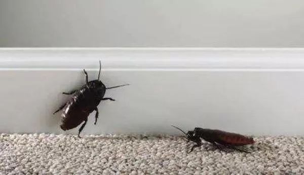 这是10月最大的谣言！最后一条已经骗了我们几年了！