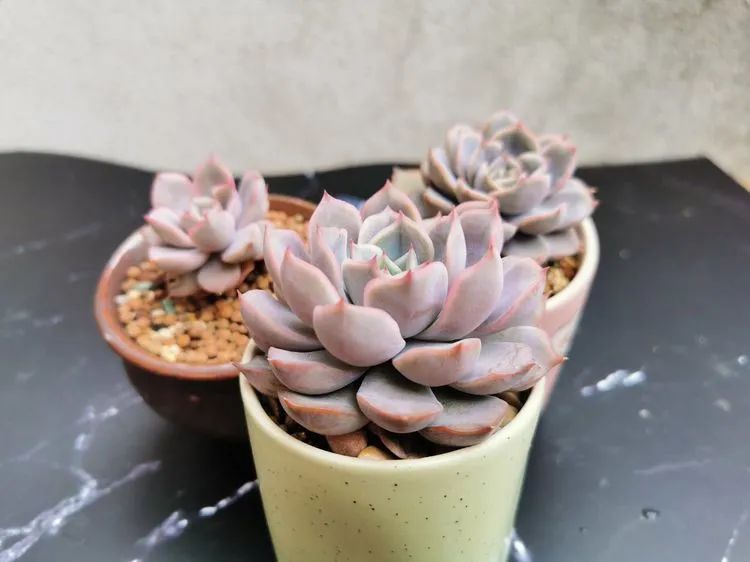 我和多肉,我与多肉