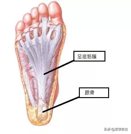 推荐三个步骤改善足底筋膜炎,泡脚能改善足底筋膜炎吗