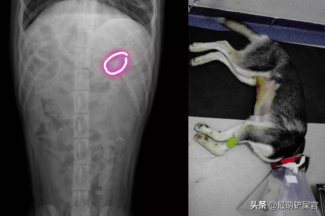 宠物医生x光片危害,医生用的x光