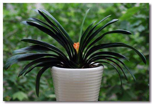 怎样用柳树水来给君子兰生根杀菌,柳枝泡水浇君子兰的方法