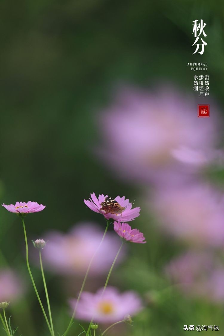 秋分愿生活恰如其分,人生恰如秋分生活恰如其分