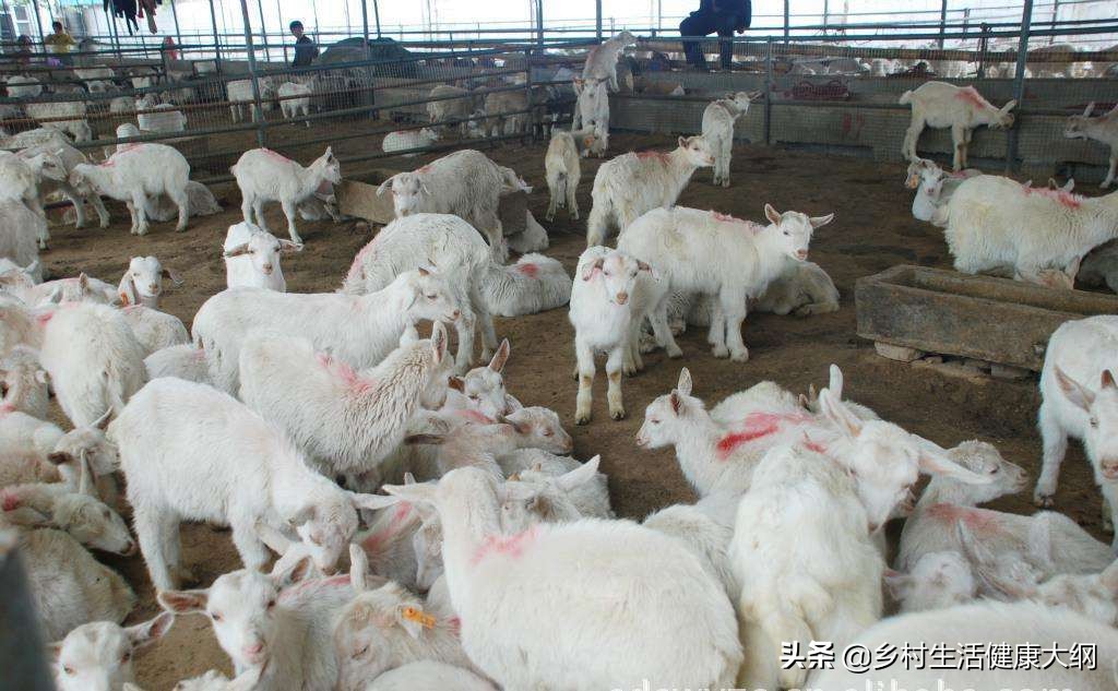 老养殖户告诉您,羊瘦弱的主要原因解决办法,学会4点,就可以了