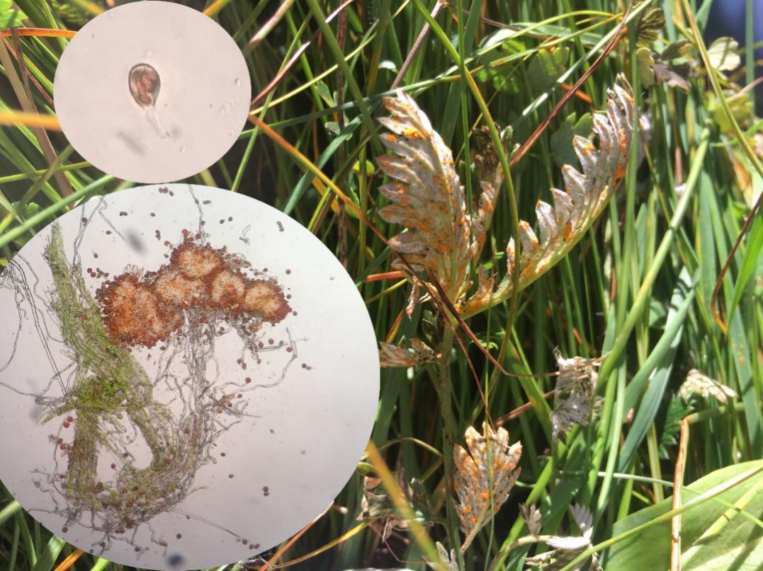 牧草牛羊吃了长得快不生病,牛羊吃什么预防病虫