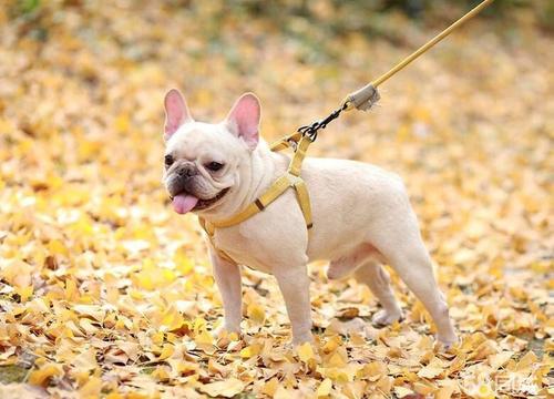 法斗犬与英斗犬的区别,英斗犬和法斗的区别