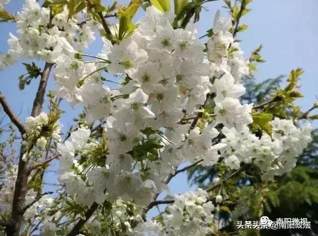 南阳春天踏青,南阳有哪些适合春游的地方