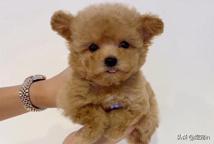 狗狗肚子不停的咕咕叫还伴有呕吐,狗狗嘴边挂粘稠口水还呕吐咋回事