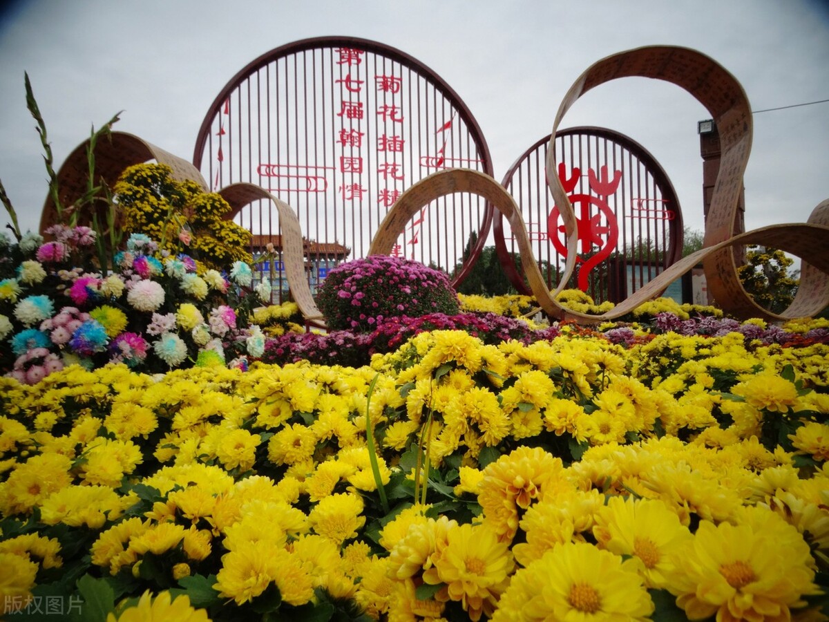 重阳节赏菊花的介绍,赏菊打卡好去处