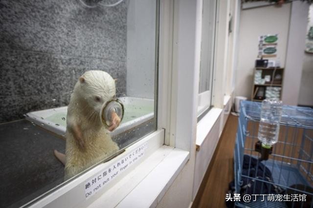 水獭可以当宠物,水獭可以当宠物貂吗