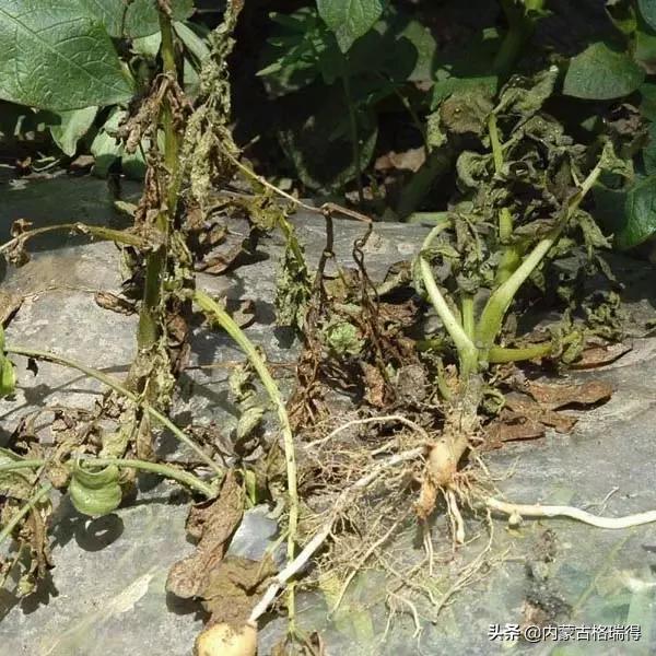 马铃薯豆角病害图谱,马铃薯病害图谱大全