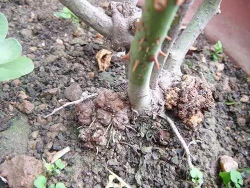 根结线虫病害及治疗方法,根结线虫危害全过程