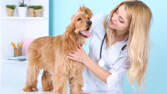 泰迪狗狗咳嗽怎么回事,泰迪咳嗽像喉咙卡住了