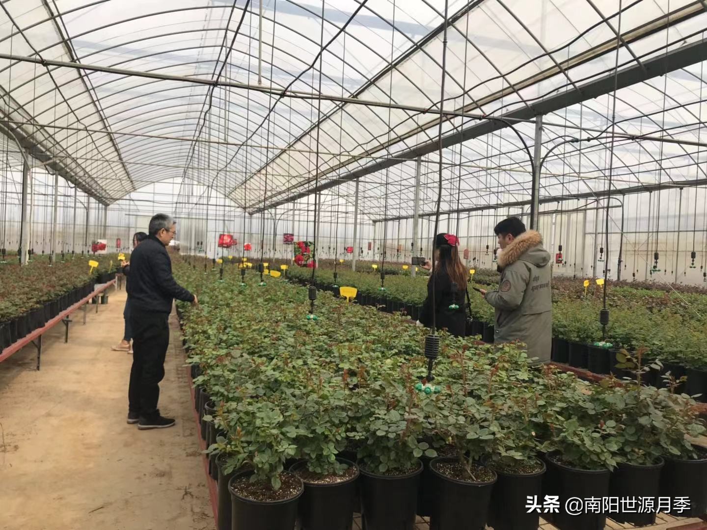 牛气河南,南阳月季基地简介