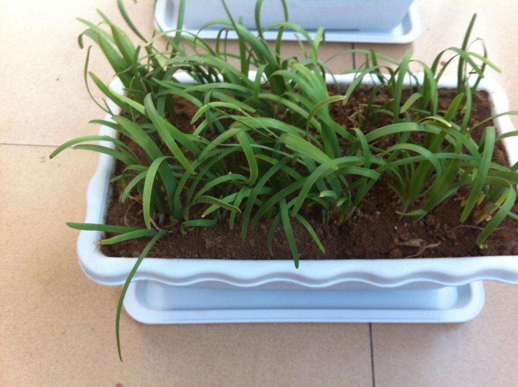 阳台种什么菜好养又简单,在阳台种菜最好种什么