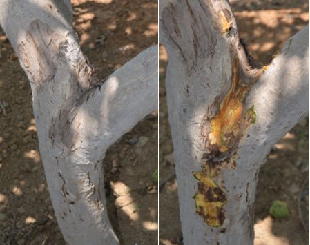 核桃病反复发作怎么办,核桃树干流黑水什么病怎么防治