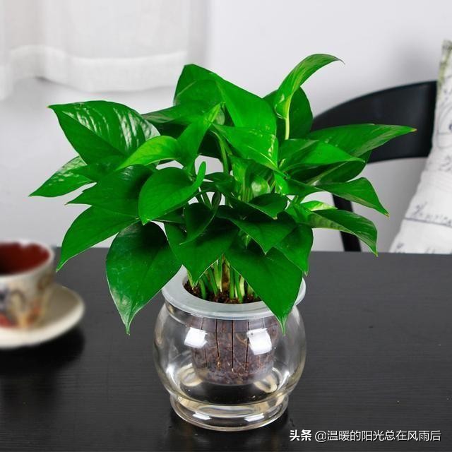 小植物该怎么养才好养活,养花新手都养不死的植物