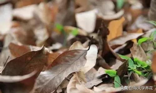 懒人养花营养土配方,路边捡的营养土