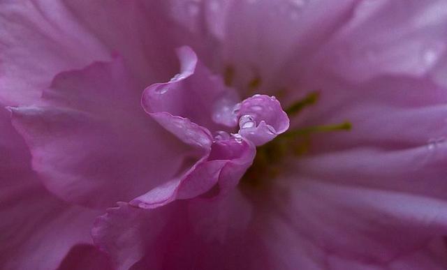 洛阳牡丹花摄影,中国牡丹花开摄影