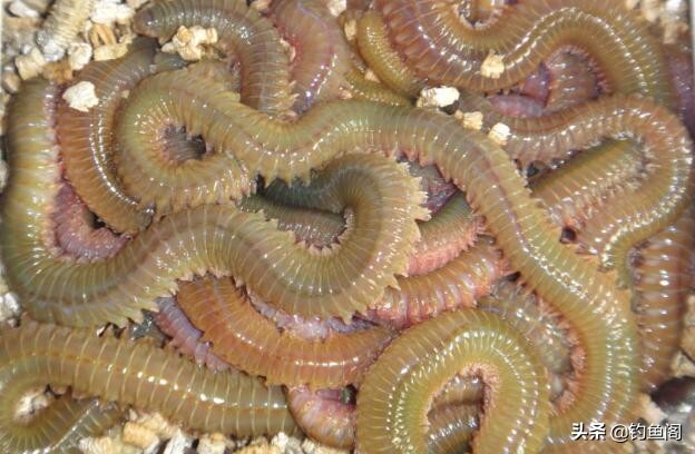 野钓除了蚯蚓用什么饵,野钓用什么活饵最好