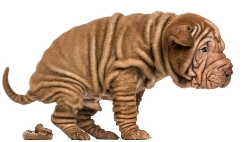 狗狗又开始乱拉大小便,狗狗在家随地大小便问题及训练