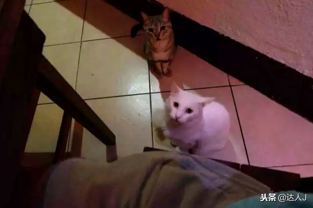 小天绝地求生,小天蜘蛛